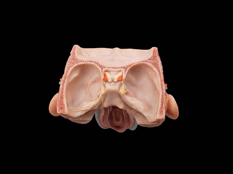 Coronal Section of Face and Larynx Anatomical Model
