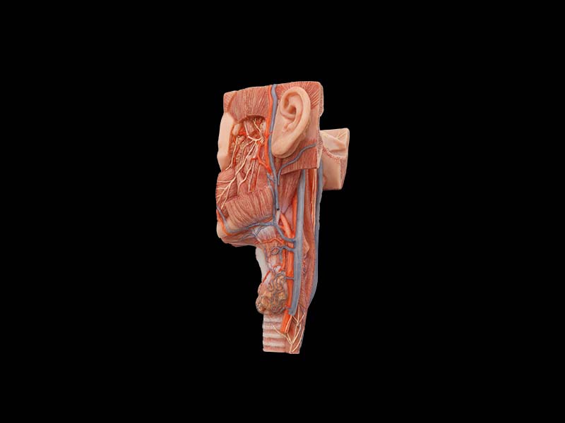 High Simulation Coronal Section of Face and Larynx Anatomy Model