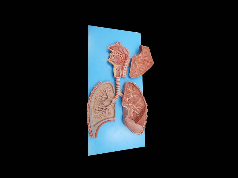 High Simulation Respiratory System Anatomy Model