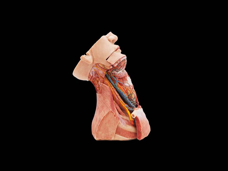 high simulation anatomical of neck silicone model