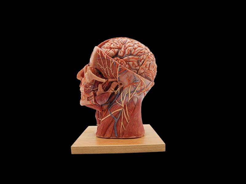 Silicone Head and Face Anatomy Model