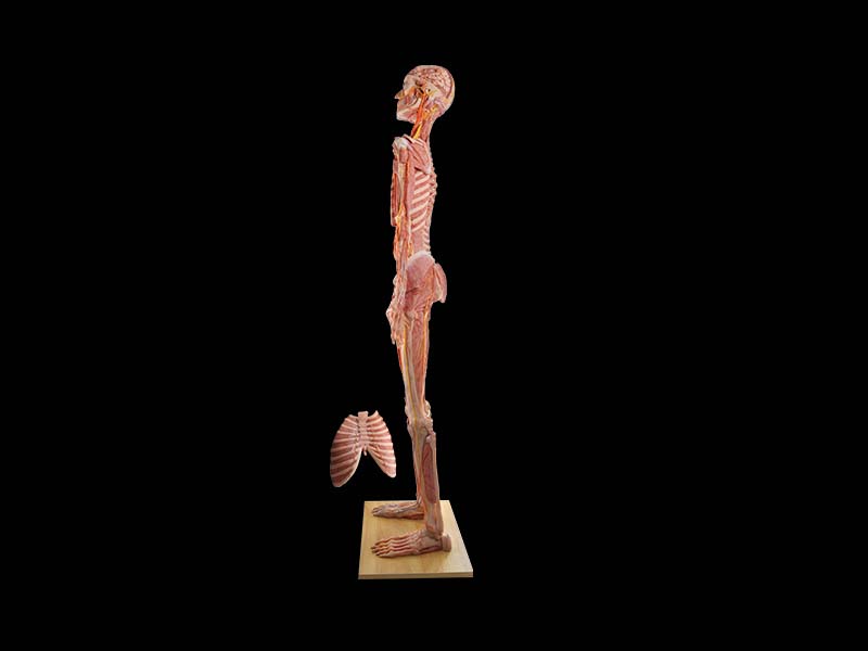 High Smimulation Human Anatomy Model for Sale