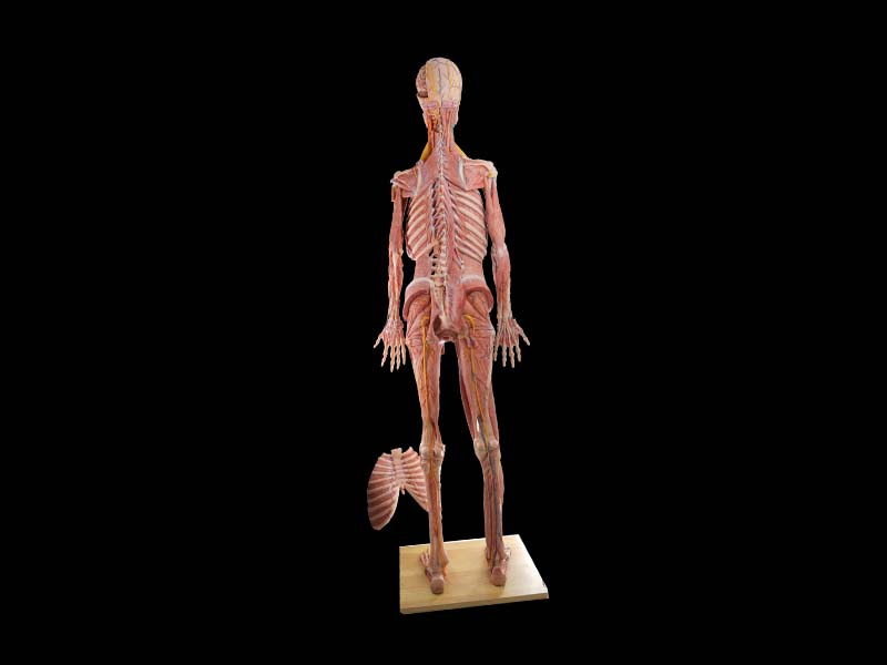 High Smimulation Human Anatomy Model Price