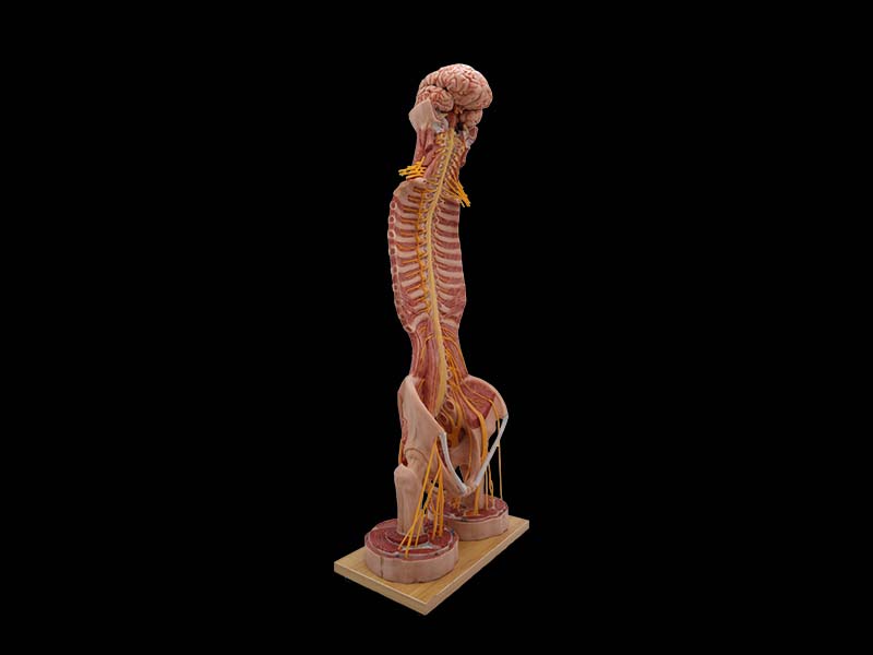 Spinal Cord and Spinal Nerve Anatomy Model for Sale