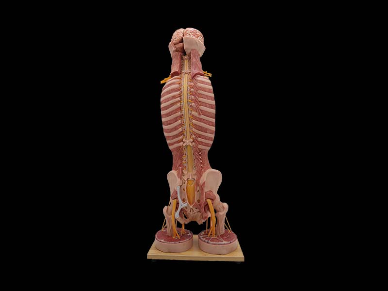 High Simulation Spinal Cord Anatomy Model