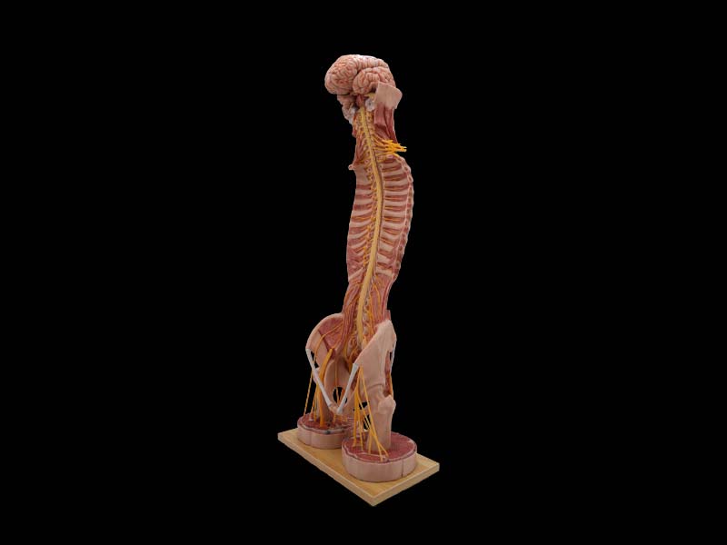 Spinal Cord and Spinal Nerve Silicone Model