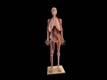human body anatomy model