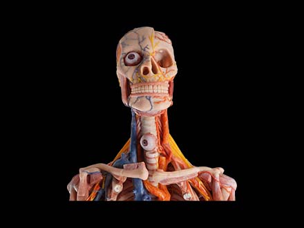 silicone human anatomy model