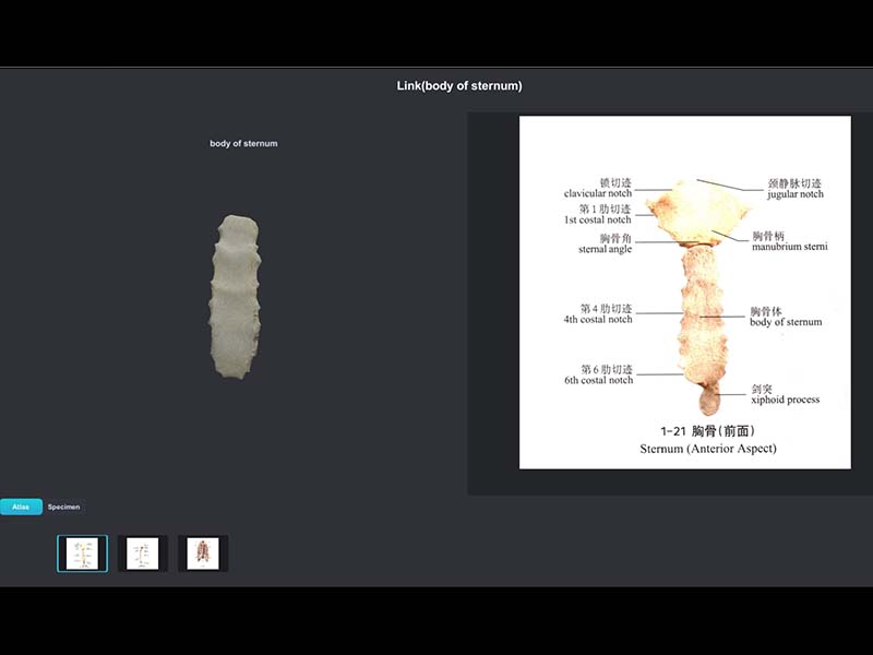 3d specimen and atlas link