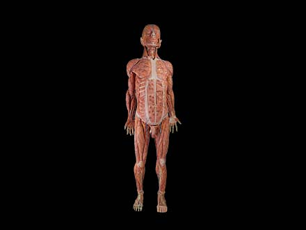 human body model