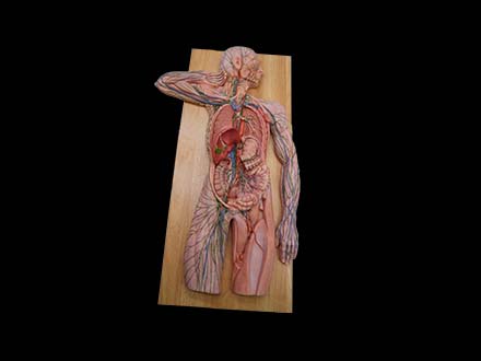 Human Lymphatic System Model