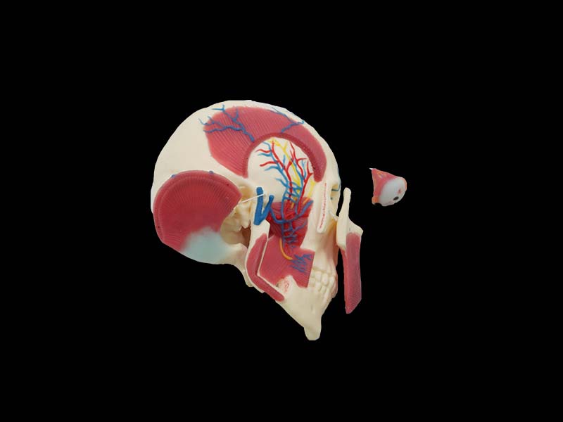 Human Skull, Brain and Masseter Relationship Model