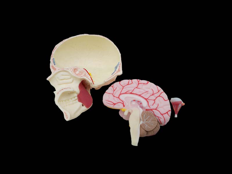 Human Soft Skull, Brain and Masseter Relationship Model