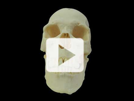 skull of bones