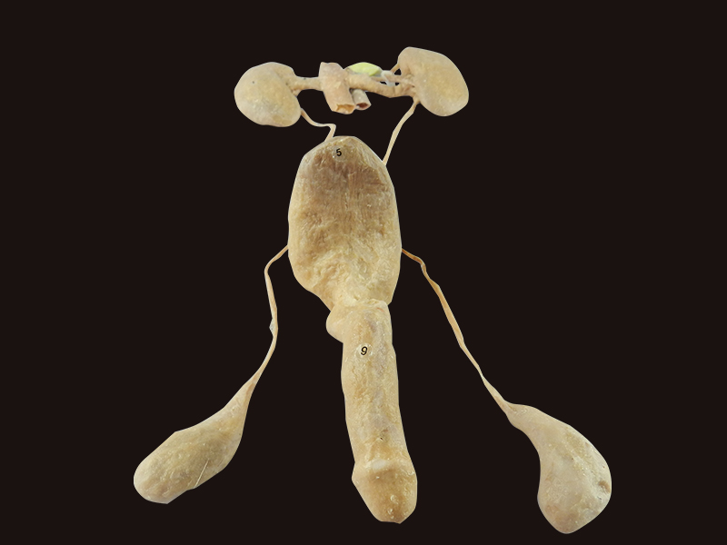 Male Urogenital System Plastinated Specimens Anatomical Specimens Human