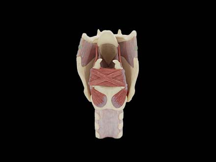 larynx anatomy model