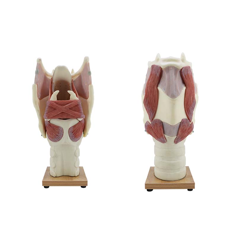 larynx anatomical model