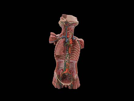 Lymphatic Ducts of the Neck, Chest, Abdomen, and Pelvis Model