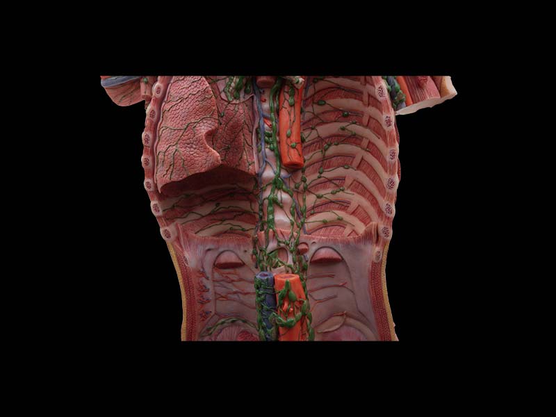 Lymphatic Ducts of the Neck, Chest, Abdomen, and Pelvis Anatomy Model for Sale