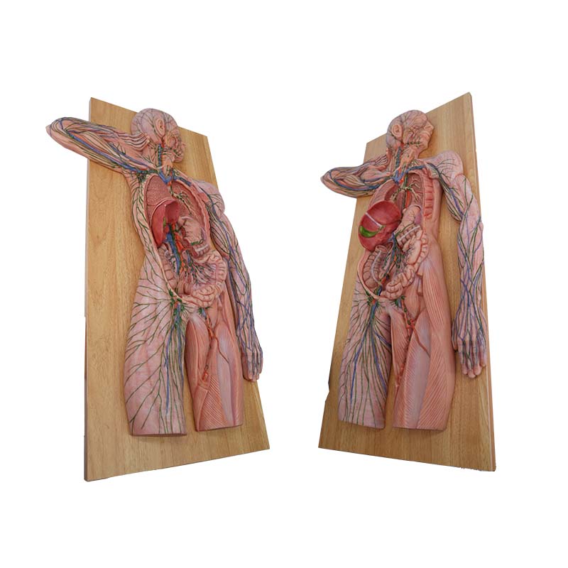 lymphatic system model