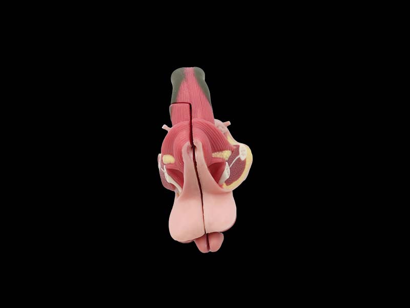 Male internal and external genitalia model for sale