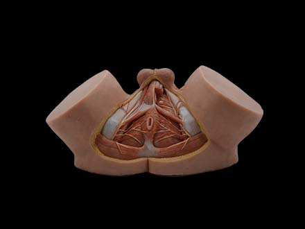 Male Perineum Model for Sale