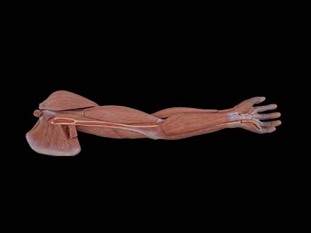 Muscles of Upper Limb Anatomy Model