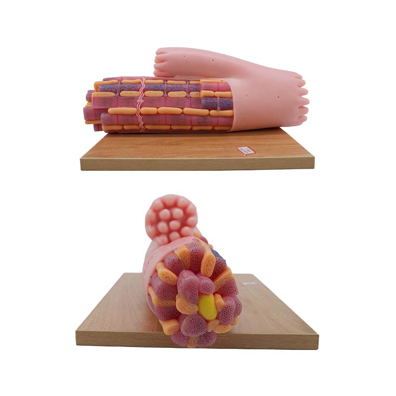 myocardial fiber model