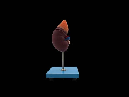 kidney model