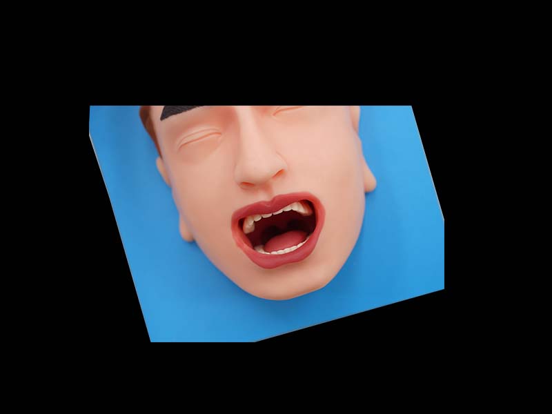 oral cavity model