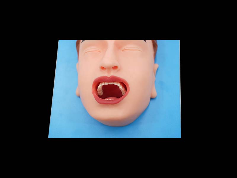 oral cavity anatomy model
