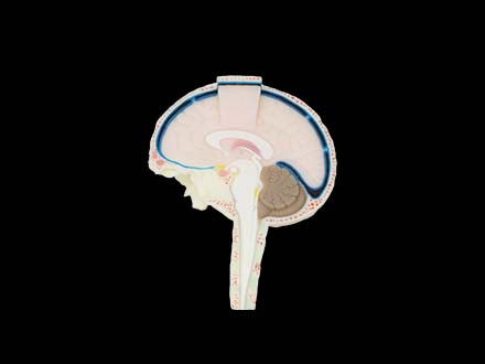 Soft Section of Cerebrospinal Fluid Model