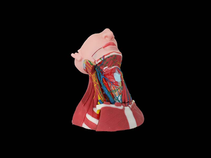 Silicone Anatomy of Anterior, Middle and Posterior Neck Model