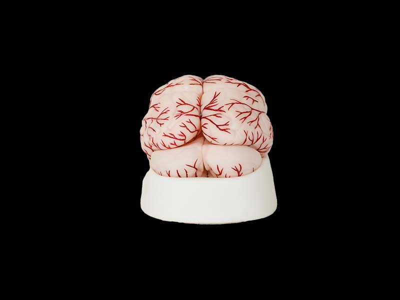 Silicone Brain with Cerebral Arteries Model