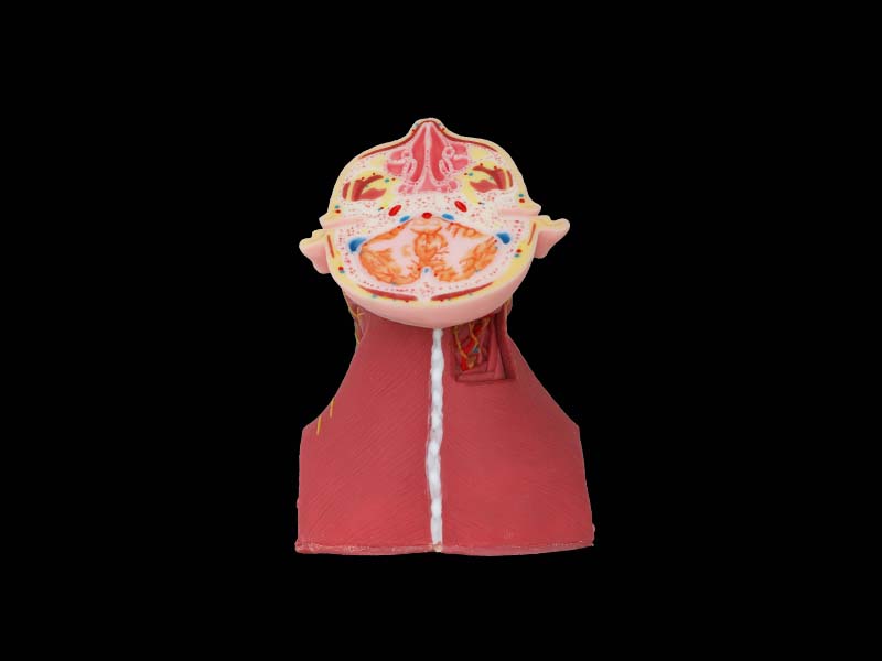 Silicone Comprehensive Anatomy of Anterior, Middle and Posterior Neck Model