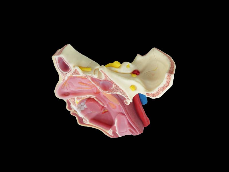 Silicone Deep Facial Anatomy and Trigeminal Nerve Distribution Model