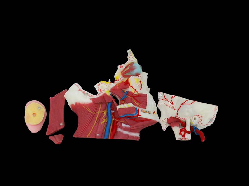 Silicone Deep Structure of Parotid Gland Model