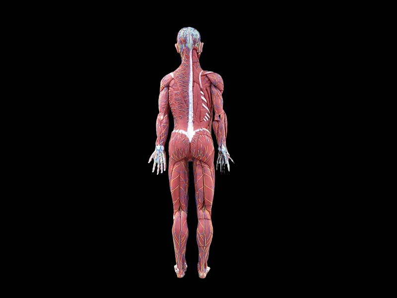 Silicone Human Comprehensive Anatomy Model