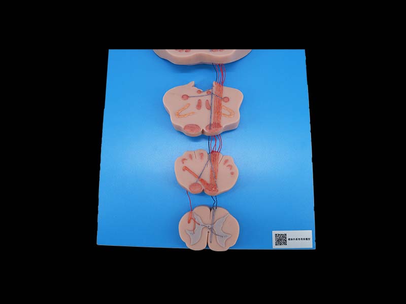 Silicone Simulated Conduction Bundle of Vertebral System Model