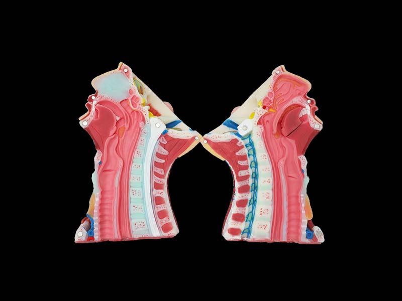 Silicone Structure and Sagittal Section of Anterior Cervical Region Anatomy Model