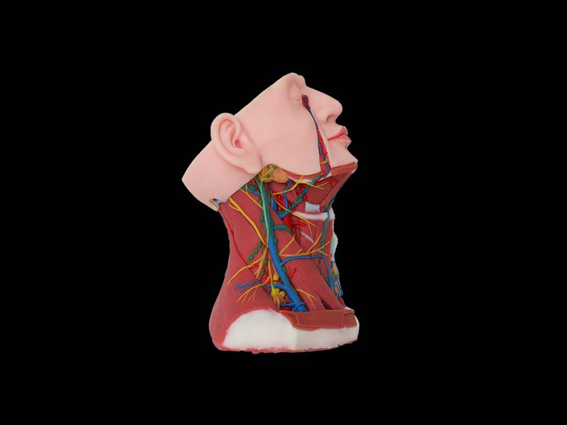 Silicone Structure and Sagittal Section of Anterior Cervical Region Model