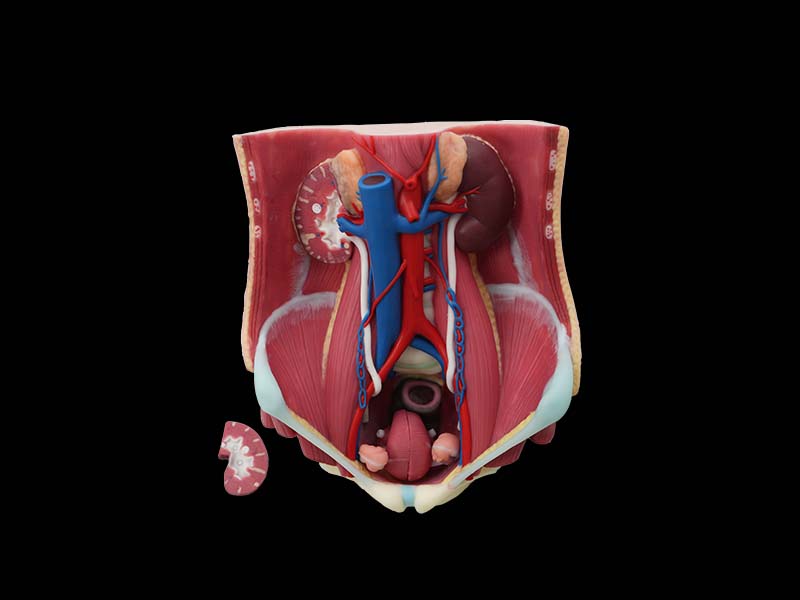 Silicone Urinary System Anatomy Model