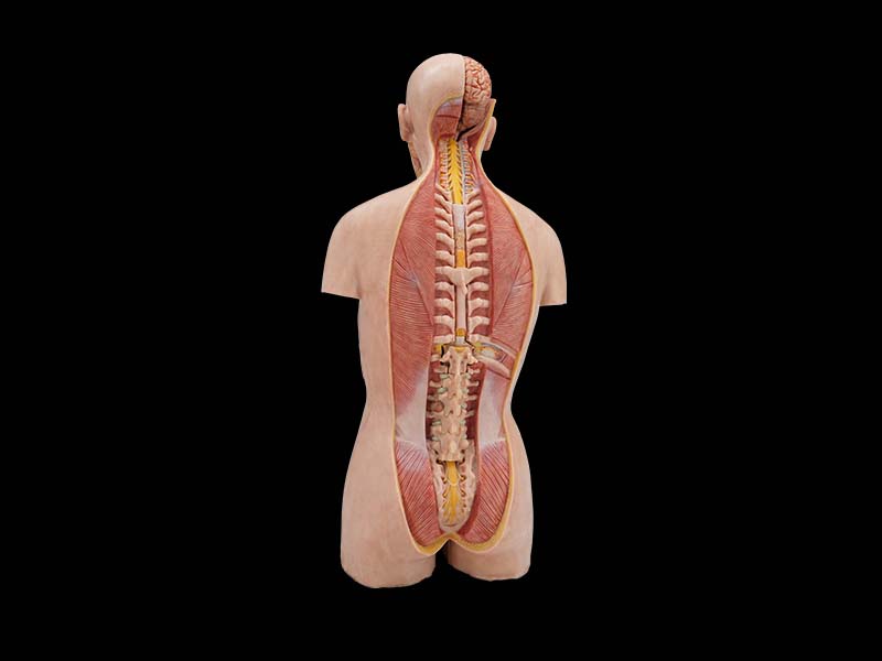 Simulated 85cm human torso model