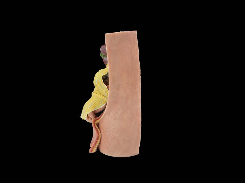 Simulated Abdominal Cavity and Greater Omentum Model