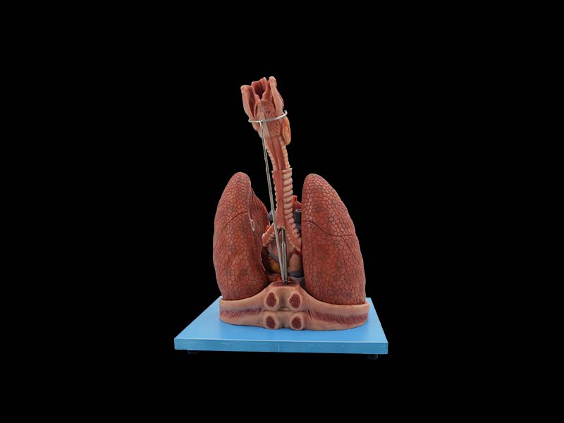 Simulated Cardiopulmonary Respiratory System Anatomy Model