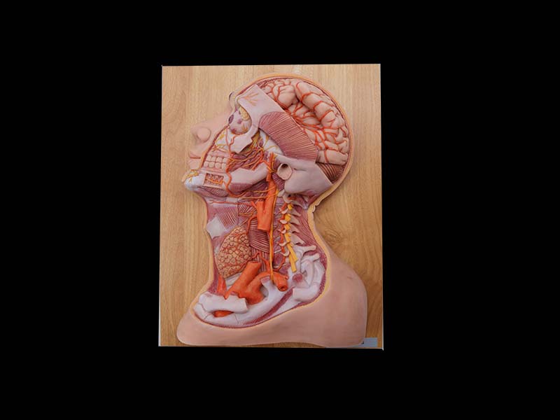 Simulated Deep Arteries and Nerves of Head and Neck Silicone Anatomy Model