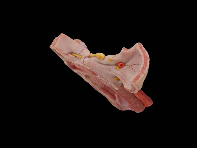 Simulated Deep Facial Anatomy and Trigeminal Nerve Distribution Anatomy Model