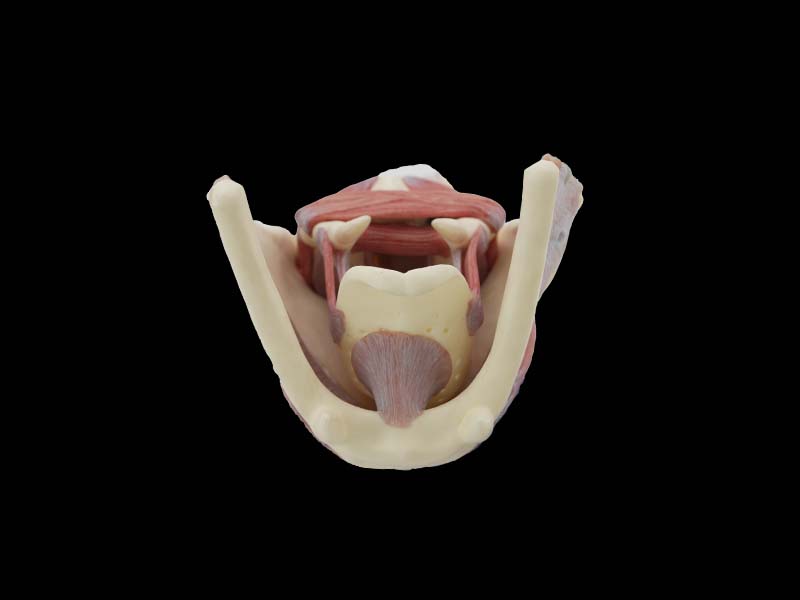 Simulated Enlarged Larynx Anatomy Model