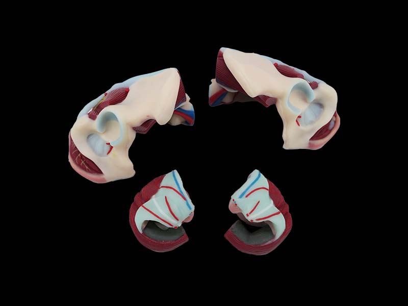 Simulated Female Pelvis With Muscles and Uterus Model