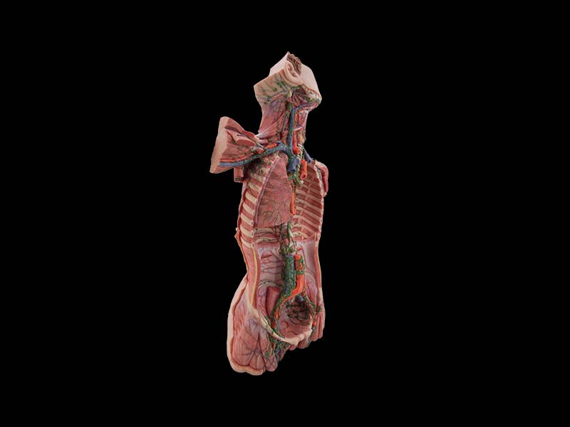 Simulated Lymphatic Ducts of the Neck, Chest, Abdomen, and Pelvis Anatomy Model